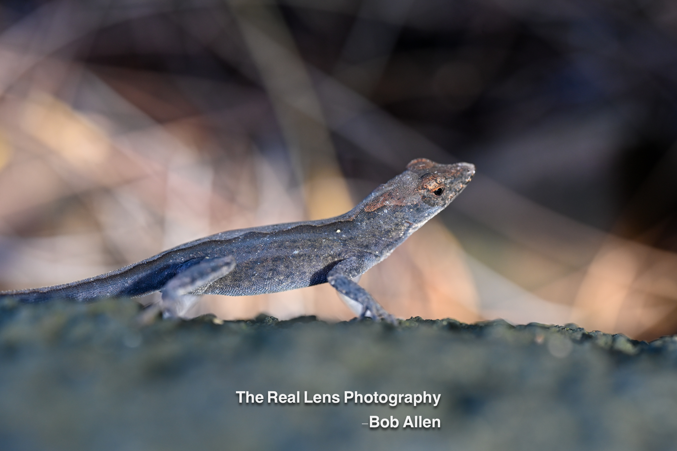 Reptiles / Amphibians category