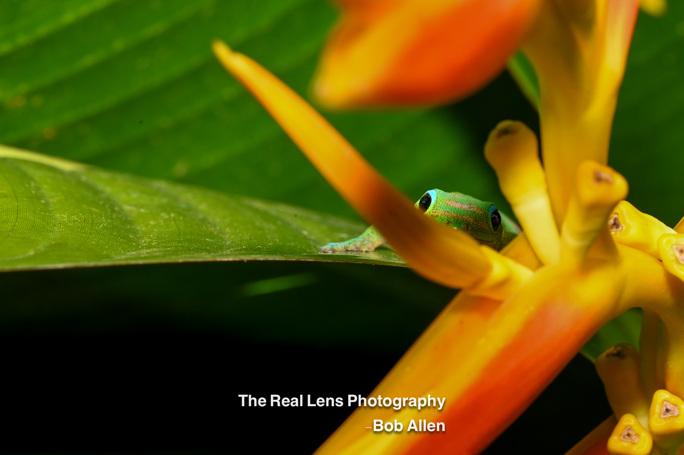 Reptiles / Amphibians gallery